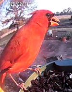 cardinal jpeg.jpeg
