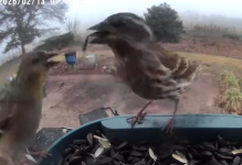 song sparrow jpeg.png