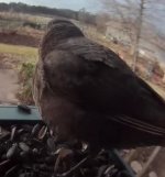 grackle jpeg.jpeg