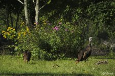 IMG_1049 copy.jpg