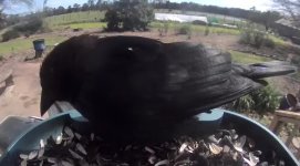 crow.jpeg crow.jpeg