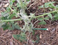 tomato damaged.JPG
