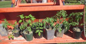 tomato second string.JPG