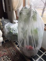 IMG_7972.JPEG