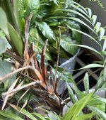 IMG_7976.JPEG