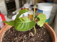 mango_plant.jpg