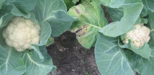 cauliflower 2.JPG