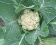 cauliflower.JPG