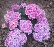 hydrangea.JPG