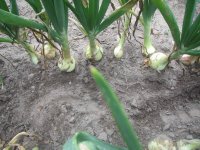 onion bulbing.JPG onion bulbing.JPG
