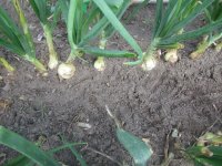 onion bulbing 2.JPG onion bulbing 2.JPG