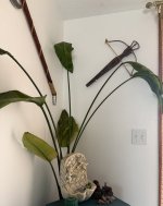 IMG_7982.JPEG