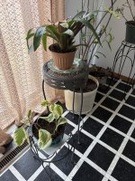 IMG_7983.JPEG