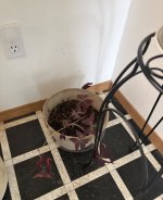 IMG_7985.JPEG