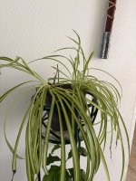 IMG_7988.JPEG
