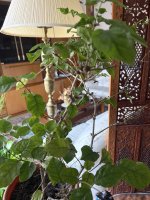 IMG_7989.JPEG