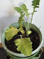 IMG_7998.JPEG