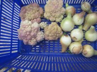 cauli and onions.JPG