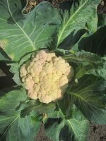 cauli 2 spring.JPG