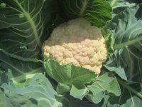 cauli spring.JPG