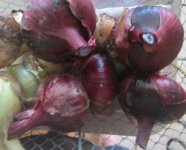 onion basket.JPG