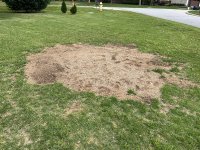 Nellies stump.jpg