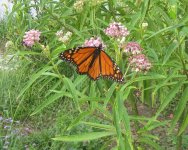 monarch on milkeweed.JPG monarch on milkeweed.JPG