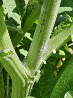 1380.jpg