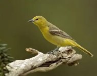 orchard oriole.jpg orchard oriole.jpg