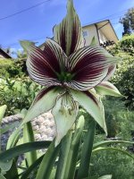 IMG_1912.jpeg