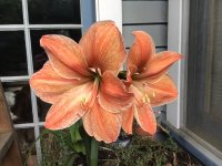 IMG_0205.jpeg