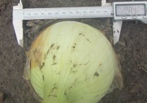 onion 1 large.JPG