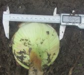onion 2 large.JPG