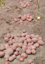 potato harvest 5 15.JPG