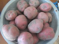 potatoes red bakers.JPG