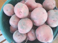 potato canners.JPG