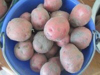 potatoes red canners 2.JPG