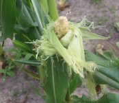 crow damage on corn.JPG
