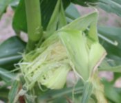 crow damage on corn 2.JPG