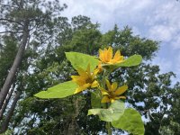 IMG_0753.jpeg