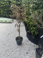 IMG_9601.jpeg