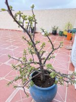 IMG_2603.jpeg