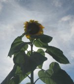 sunflower titan.JPG