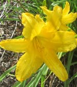 yellow daylily 3.JPG