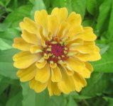 yellow flower 3.JPG