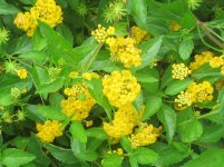 yellow lantana.JPG