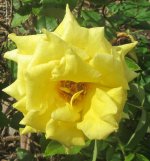 yellow rose.JPG