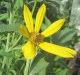 yellow sunflower per.JPG