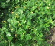 yelow peas.JPG