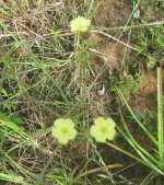 yelowflowers 2.JPG